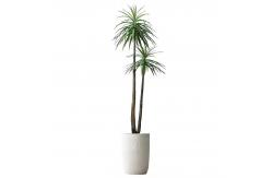 China Handmade 150cm Artificial Dracaena Frost Resistance Anti - Aging supplier