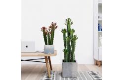 China Custom Cactus Ornaments Bonsai Artificial Succulent Plant supplier