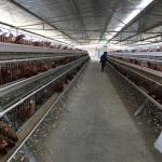 195x41x41cm 90, 120 Birds Layer Chicken Cage Poultry Farming Equipment for sale