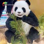 Realistic Robotic Animals Animatronic Panda For Amusement Park