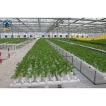 Agricultural Vertical NFT Hydroponic Lettuce Growing Systems Equipment In Greenhouse for sale