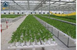 China Agricultural Vertical NFT Hydroponic Lettuce Growing Systems Equipment In Greenhouse supplier