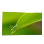 27.0 inch P270HVN02.0 RGB 1920*1080 TFT LCD Screen for sale