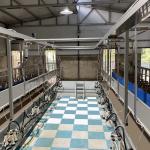 Sheep Parallel Fast Mode Milking Parlor Equipment Easy To Operate for sale