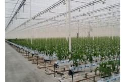 China 2.5g/M 1600m/Roll 4KG Polypropylene Banana Packing Twine With UV Stabilisation supplier