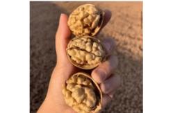 China Raw Walnut Wholesale Top Class Walnut Kernels Dried Style Walnut. supplier