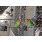 Silver Wire Lightweight Aviary Netting With 30mm X 30mm Aperture for sale