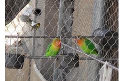 China Silver Wire Lightweight Aviary Netting With 30mm X 30mm Aperture supplier