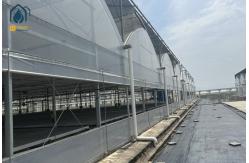 China Multi Span Organic Crops Growing Greenhouse With Water Saving Solutions supplier