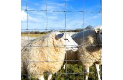 China Factory supply is cheap Galvanized mesh roll Deer field farm fence supplier
