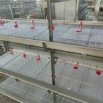 Automated Ventilated Layer Cage System Accommodates 120 Birds Across Four Tiers
