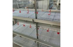 China Automated Ventilated Layer Cage System Accommodates 120 Birds Across Four Tiers supplier