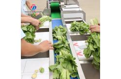 China 165MM Belt Industrial Vegetable Processing Machine Fruit Selection Washing Cutting Machine supplier