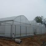 Stable Structure Wind Resistant Multi-span Large Tunnel Poly Film Hydroponic Greenhouse for Irrigation for sale