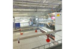 China U Shaped Galvanized Broiler Poultry Farming Equipment 60-192 Birds Capacity supplier