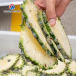 1.5KW 150KG Multi-function sweet potato, radish, melon and fruit slicing machine