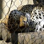 Custom Made 304 Silver Stainless Steel Zoo Mesh For Animals Leopard Protection