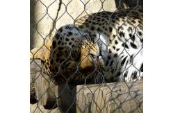 China Custom Made 304 Silver Stainless Steel Zoo Mesh For Animals Leopard Protection supplier