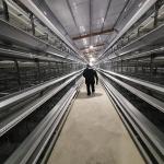 H Type 2.5mm Open House Battery Cage System 450cm2/Bird Area for sale