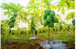 China Papaya Papain Enzyme 300USP-6000USP  For Protein , Feed And Medicine supplier