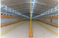China Automatic Feeding Chicken Nipple Drinker System Ground Breeding supplier