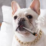 Rechargeable Metal Big Dog Gold Chain Summer Pet Fashion Accessories for sale