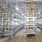 Hot Dip Galvanized Q235 Broiler Equipment 108 / 144birds Wire Chicken Cage for sale