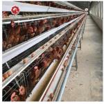 10000 Birds Layer Poultry Equipment A Frame Layer Cages SGS Approved for sale