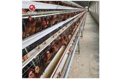 China 10000 Birds Layer Poultry Equipment A Frame Layer Cages SGS Approved supplier