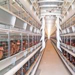 HDG Automatic Broiler Feeding System for sale