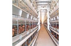 China HDG Automatic Broiler Feeding System supplier