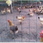 Multi Purpose 20x20 Galvanized Square Mesh Non Destructive Fence