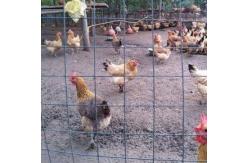 China Multi Purpose 20x20 Galvanized Square Mesh Non Destructive Fence supplier