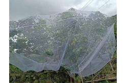 China 3m Width  Anti Insect Netting 50 Mesh For Vegetable Greenhouse supplier