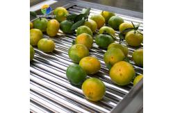 China Customization Ozone Sterilization Fruit And Vegetable Processing Line Dry Detoxification supplier
