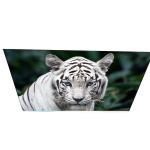 Industry G270QAN02.0 27.0 inch 70 pins TFT LCD Panel for sale