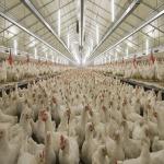 Durable Large Span Steel Structure Chicken House Light Steel Frame Construction for sale