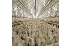 China Durable Large Span Steel Structure Chicken House Light Steel Frame Construction supplier