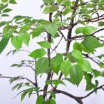 Frabric Leaves Artificial Banyan Tree Complex Branch Interior Decoration