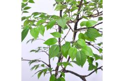 China Frabric Leaves Artificial Banyan Tree Complex Branch Interior Decoration supplier