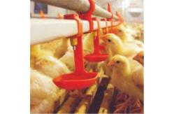 China Pan Chicken Feeding Line 120L Bin Automatic Chicken Feeder supplier