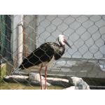 Versatile Stainless Steel Aviary Netting Corrosion Resistance Easy Maintenance