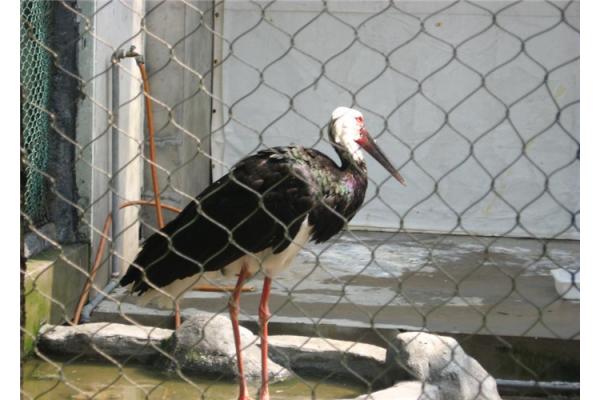 Versatile Stainless Steel Aviary Netting Corrosion Resistance Easy Maintenance
