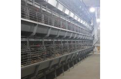 China 2.5mm Pullet Rearing Brooder Baby Chick Cage For Egg Farming Equipment supplier