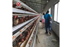 China Hot Dip Galvanized Steel Layer Chicken Cage 90-160 Chickens Easy To Install supplier