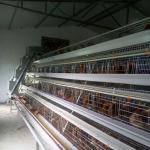 A Type Layer Poultry Cage With Full Automatic Feeding Machine for sale