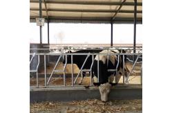 China Installed Easily Width 75cm Cow Head Lock Sturdy Built Headlocks supplier