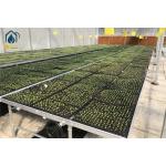 Greenhouse Galvanized Net Indoor Plant Growing Tables Rolling Bench Nursery Seed Bed for sale