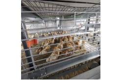 China H Frame Battery Broiler Chicken Cage Hot Galvanized Steel Wire Mesh supplier