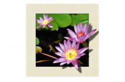 China Eco Friendly Plastice 3D Lenticular Printing Service Picture Nature Landscape supplier